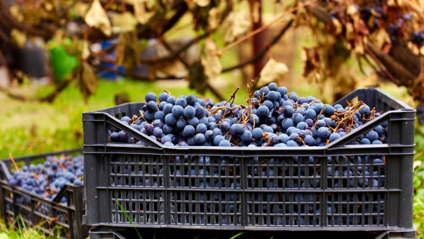 Le fasi della vendemmia